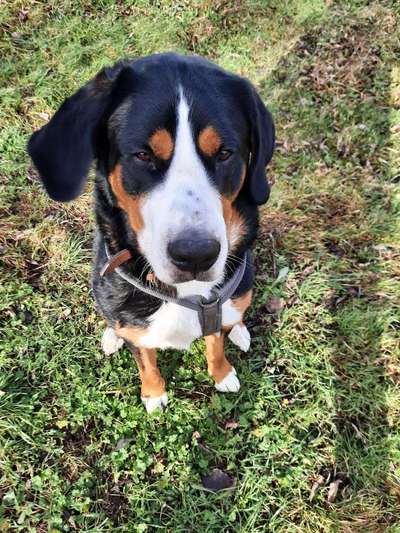 Zeige den lustigsten Blick deines Hundes-Beitrag-Bild