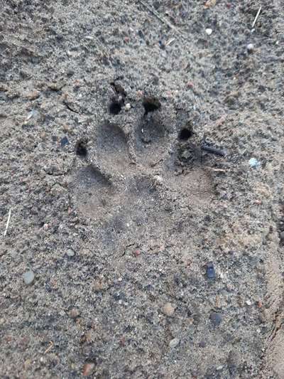 143. Fotochallenge: Ja, wo isser denn?-Beitrag-Bild