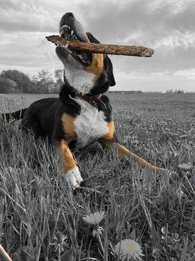 12. Farben Foto Challenge --- Braun-Beitrag-Bild