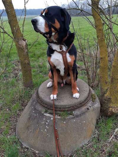 31. Collagen Challenge - Bänke/ Steine /Baumstümpfe-Beitrag-Bild