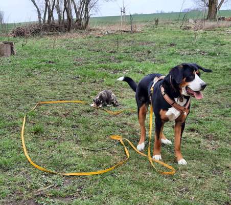 Dogorama Photo Challenge - an der Leine-Beitrag-Bild