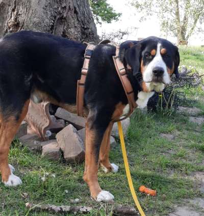 Zeige den lustigsten Blick deines Hundes-Beitrag-Bild