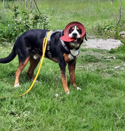 Zeige den lustigsten Blick deines Hundes-Beitrag-Bild