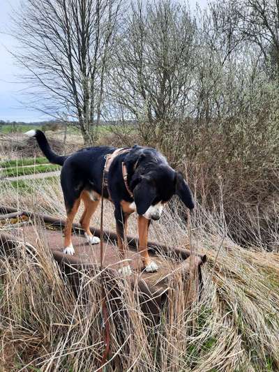 31. Collagen Challenge - Bänke/ Steine /Baumstümpfe-Beitrag-Bild