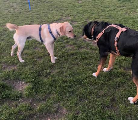 Fotowettbewerb : Hundekommunikation-Beitrag-Bild