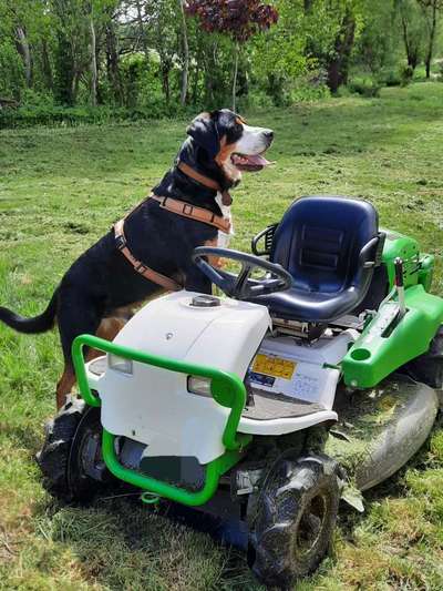 Dogorama Photo Challenge - TV Hund-Beitrag-Bild