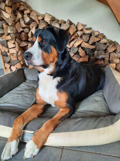 Dogorama Photo Challenge - Mein Holz und ich-Beitrag-Bild