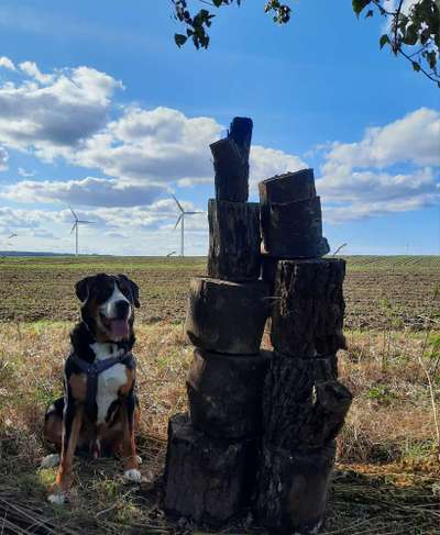 Dogorama Photo Challenge - Türme-Beitrag-Bild