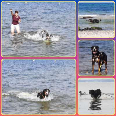 51.Collagen Challenge: Wasserhunde-Beitrag-Bild