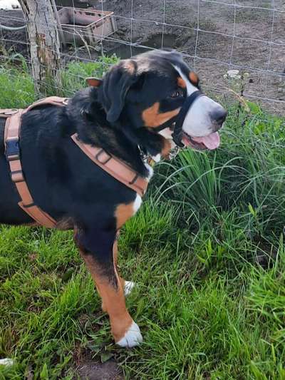 Maulkorb rauf - Vorurteile runter-Beitrag-Bild