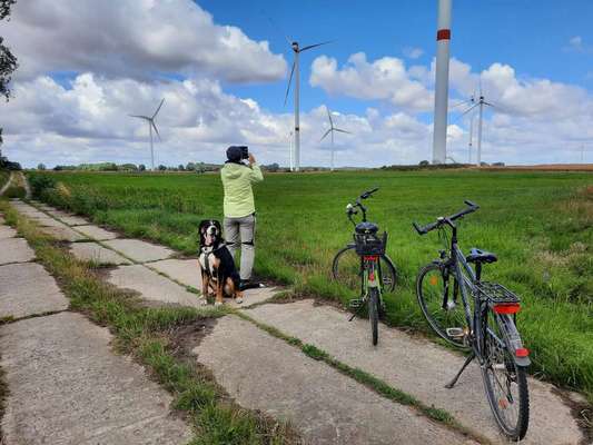 33. Collagen Challenge - Dein Hund und ein Fahrrad-Beitrag-Bild