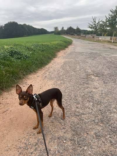 Hundeauslaufgebiet-Sydelstraße-Bild