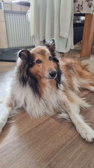 Alles rund um den Schäferhund, diskutieren erwünscht.-Beitrag-Bild