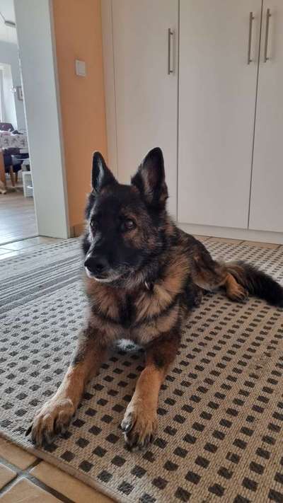 Alles rund um den Schäferhund, diskutieren erwünscht.-Beitrag-Bild