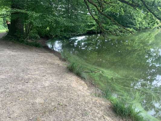 Giftköder-Weiher bedeckt mit grünem Teppich-Bild