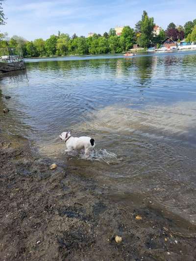 Hundeauslaufgebiet-Angelibad-Bild