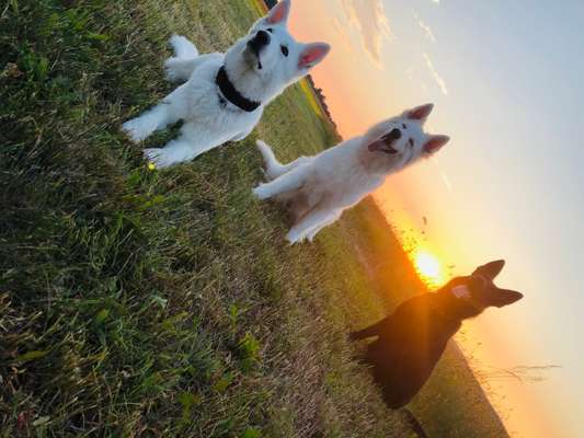 Die Dogorama Kalender Challenge Titelbild-Beitrag-Bild