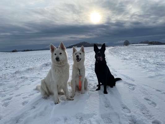 eure Spitznamen für die Vierbeiner-Beitrag-Bild