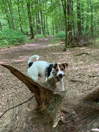 Dansky (Dansk-Svensk Gårdshund)-Beitrag-Bild