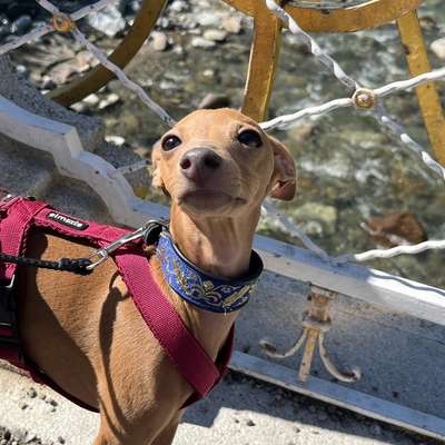 Hundetreffen-Erzieher-Hund oder „Gouvernante“ gesucht!-Bild