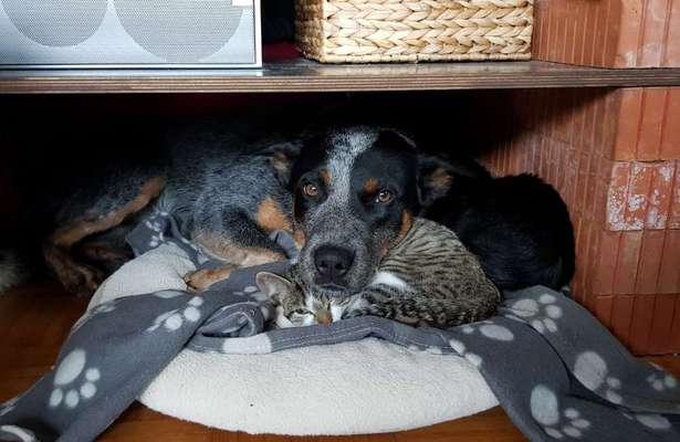 Fotochallenge Nr. 51 "Euer Hund mit anderen Tieren"-Beitrag-Bild