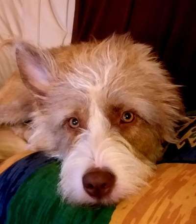 Podencomischling oder Podenco-Beitrag-Bild