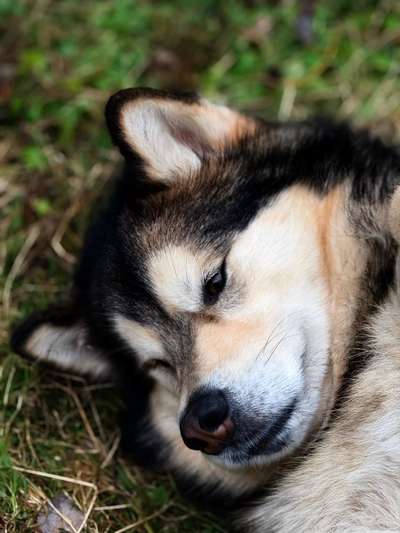 Alaskan Malamute-Beitrag-Bild
