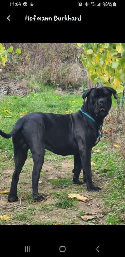 cane corso-Beitrag-Bild