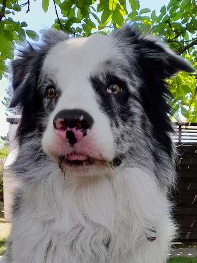 Zeigt mal eure border Collies :)-Beitrag-Bild