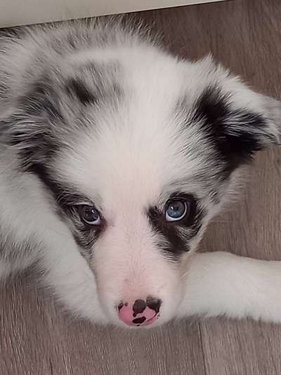 Welpen Bilder !-Beitrag-Bild