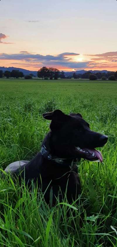 Die Dogorama Kalender Challenge 4/4-Beitrag-Bild