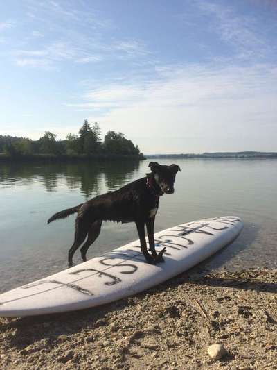 Dogorama-Monats-Challenge-Mai "Wasser"-Beitrag-Bild