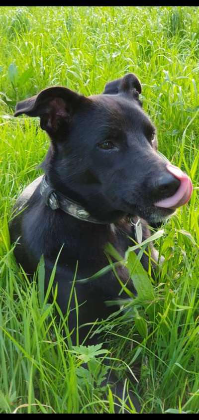 Die Dogorama Monats Challenge "Es grünt und blüht"-Beitrag-Bild