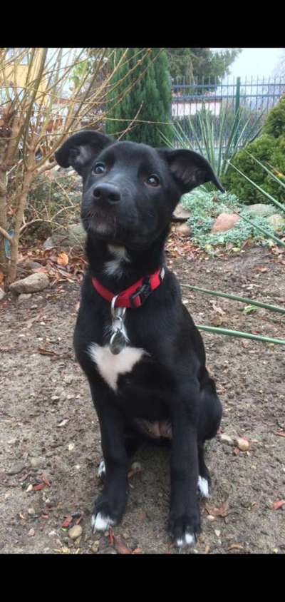 Welpen Bilder !-Beitrag-Bild