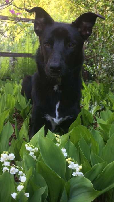 Challenge 23 : "  Euer Hund beim Frühlingserwachen "-Beitrag-Bild