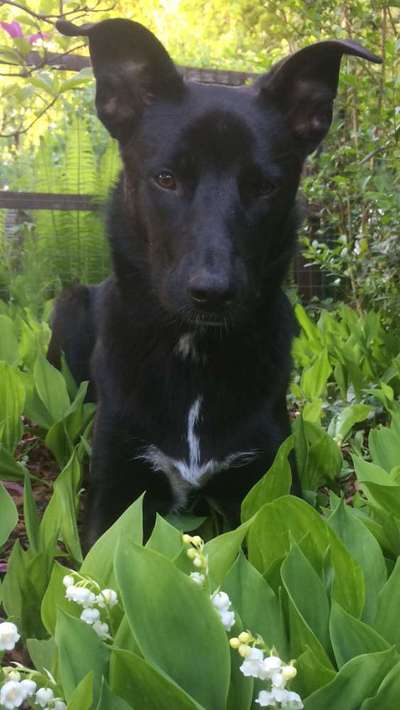 Die Dogorama Monats Challenge "Es grünt und blüht"-Beitrag-Bild