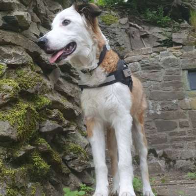 Hundetreffen-Spielkameraden gesucht-Bild