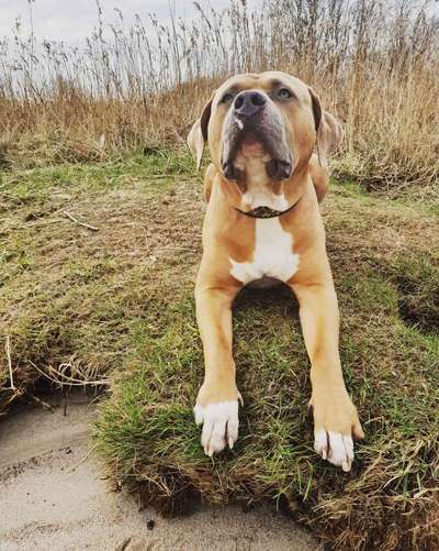 Dein Hund im Dogorama-Kalender 2021-Beitrag-Bild