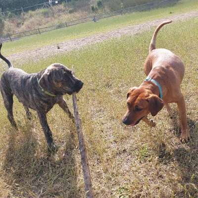 Hundetreffen-Hundewiese in Ketsch-Bild
