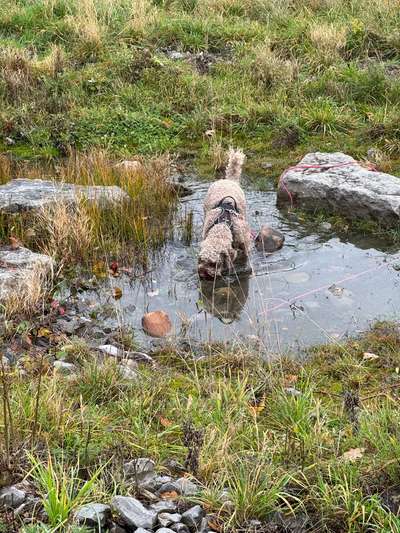 Hundetreffen-Gassirunde in Asperg und Umgebung-Bild