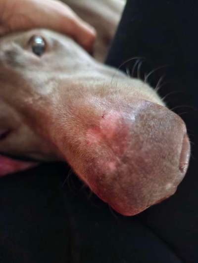 Nasenpilz-Beitrag-Bild