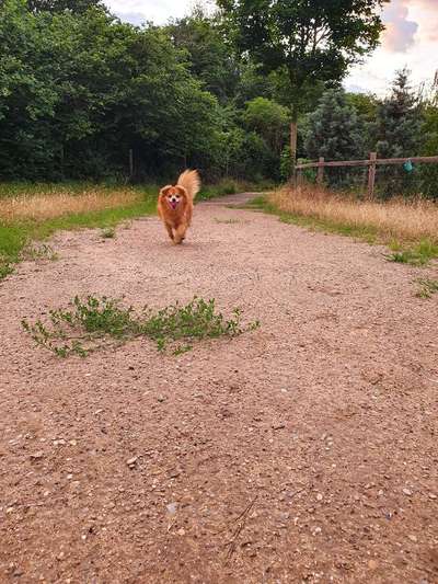 Wie wichtig ist euch das Aussehen eures Hundes?-Beitrag-Bild