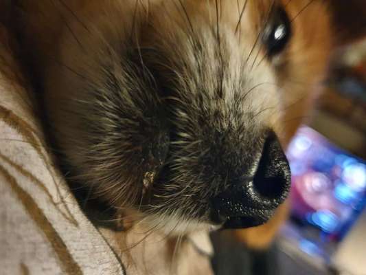 Zeigt her eure Hundenasen-Beitrag-Bild