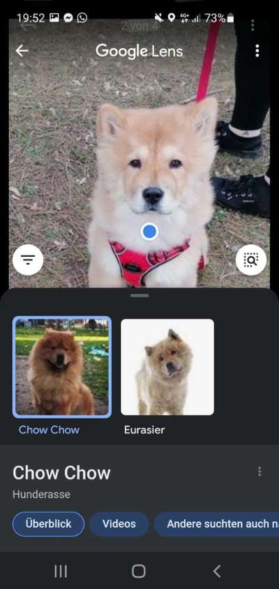 Was denkt ihr, welche Rassen könnten in ihm stecken?-Beitrag-Bild