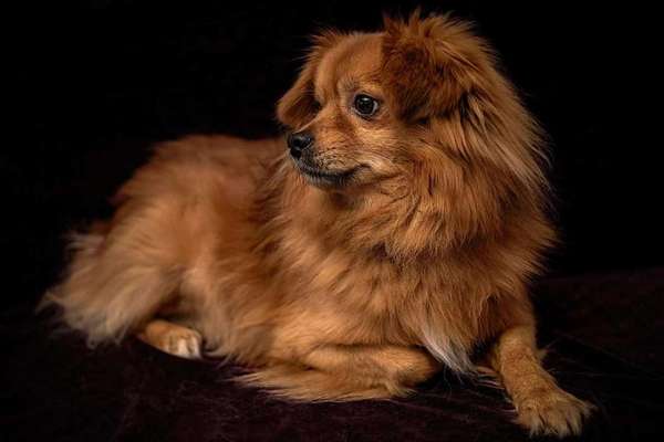 Foto's und Hundemodels-Beitrag-Bild