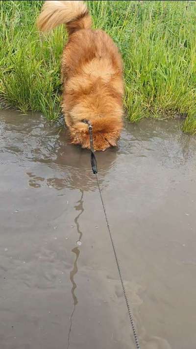 Dogorama-Monats-Challenge-Mai "Wasser"-Beitrag-Bild