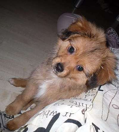 Welpen Bilder !-Beitrag-Bild