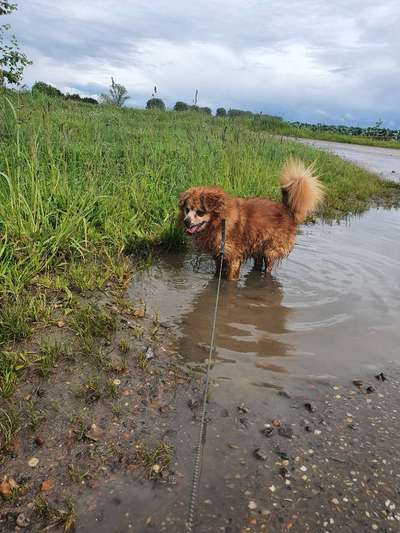 Hund im Regen☔🌬️🌧️-Beitrag-Bild