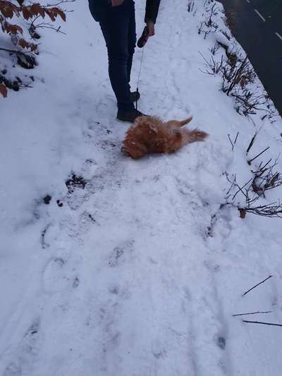Zeigt die schönsten Schneebilder von eurer Fellnase ❄️-Beitrag-Bild