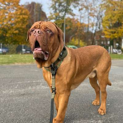 Hundetreffen-Spielen / treffen-Bild